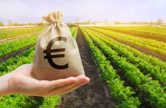 Money,Bag,On,The,Background,Of,Agricultural,Crops,In,The Money,Bag,On,The,Background,Of,Agricultural,Crops,In,The