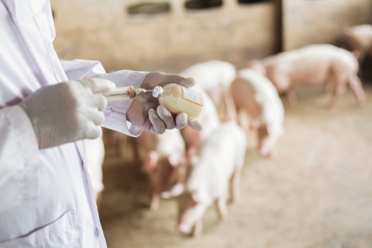 Farms,Pig,,Veterinary,Asians,Working,In,Pig,Farms.,Vaccinated,Pigs. Farms,Pig,,Veterinary,Asians,Working,In,Pig,Farms.,Vaccinated,Pigs.