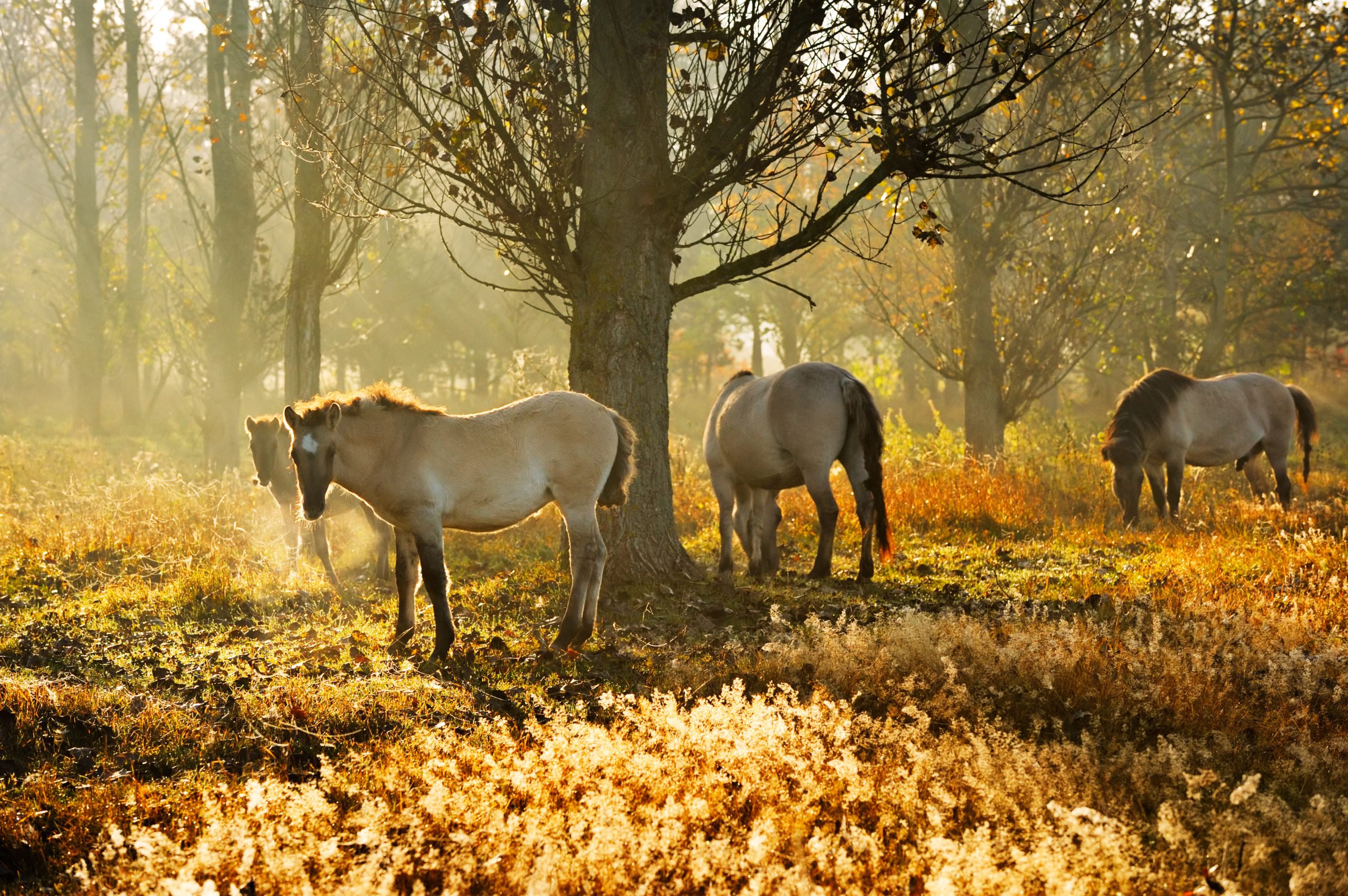 Barnim_Koniks_Hobrechtsfelde_countryside